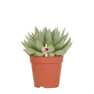 Grüne Echeveria Miranda Sukkulente im braunen Topf, Topfgröße 12cm.