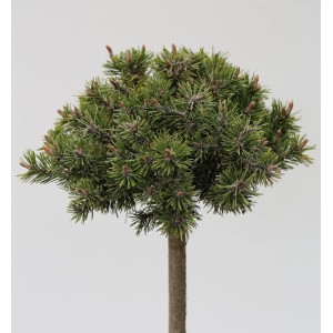 Hochstamm Zwerg Bergkiefer 'Benjamin', 60-80cm, grüne Nadeln, runde Krone.