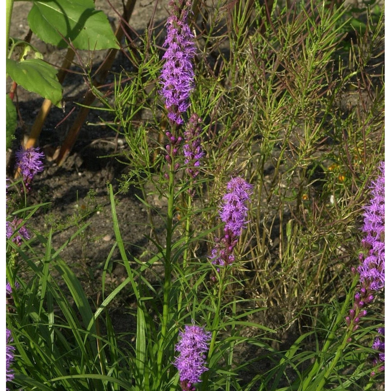 Prachtscharte - Liatris spicata günstig online kaufen