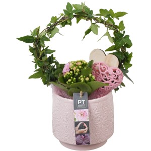 Zimmerpflanzen-Arrangement mit Kalanchoe und Efeu im rosa Keramiktopf.