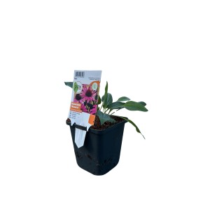 GROW by OBI Purpursonnenhut im Topf, rosarote Echinacea Blüten und grüne Blätter.