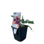 GROW by OBI Purpursonnenhut im Topf, rosarote Echinacea Blüten und grüne Blätter.