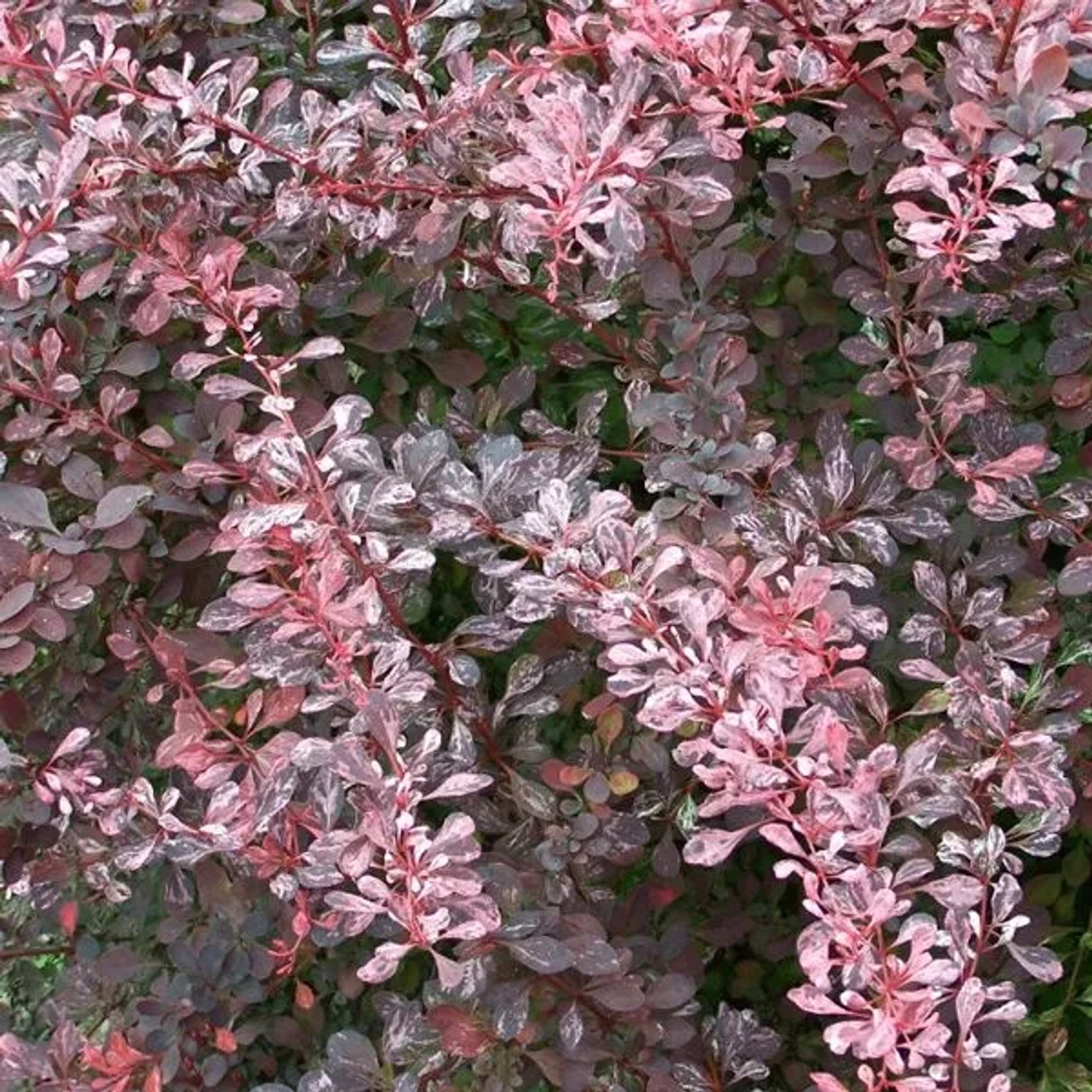 Berberitze 'Rose Glow' Berberis thunbergii 30 bis 40 cm im Container Zierstrauch