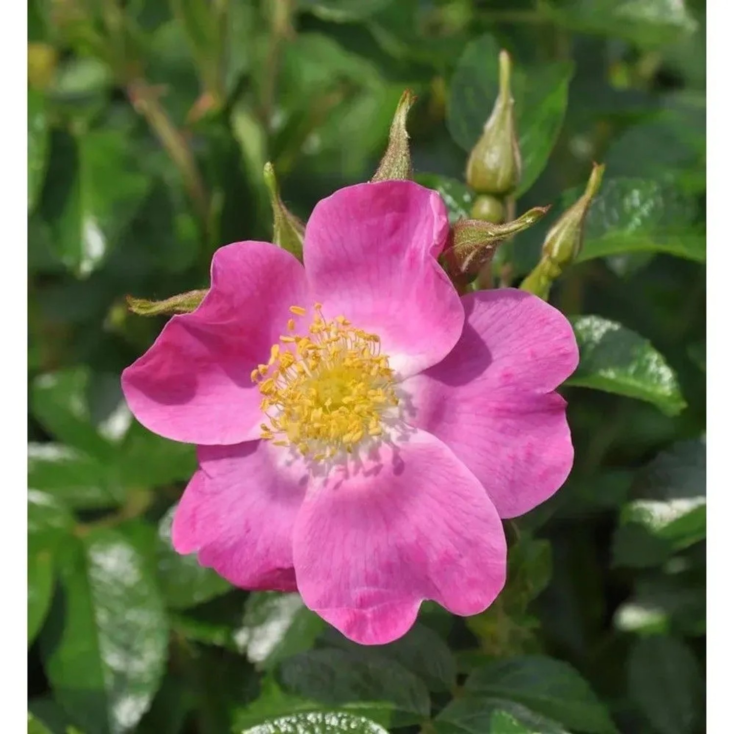 Floribundarose Roselina 30-60cm