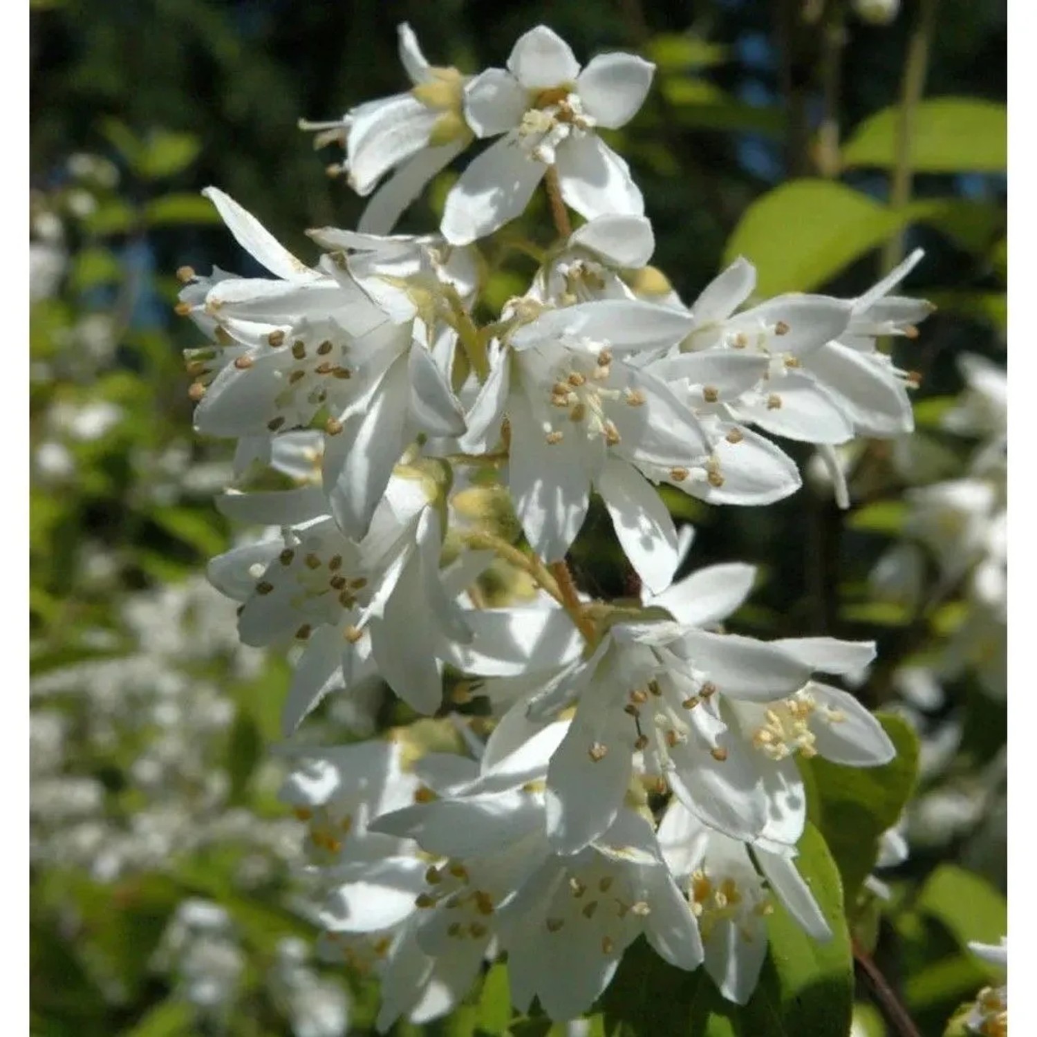 Hoher Sternchenstrauch 40-60cm - Deutzia magnifica