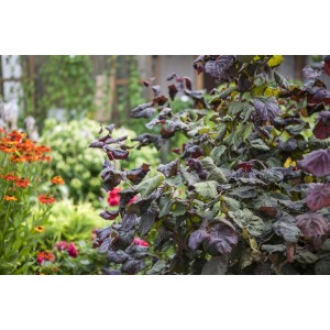 Rote Korkenzieherhasel 'Red Majestic' mit gedrehten Ästen und roten Blättern im Garten.