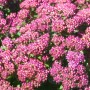 Nahaufnahme der rosa Blüten der Sedum Spectabile Carl Fetthenne Staude.