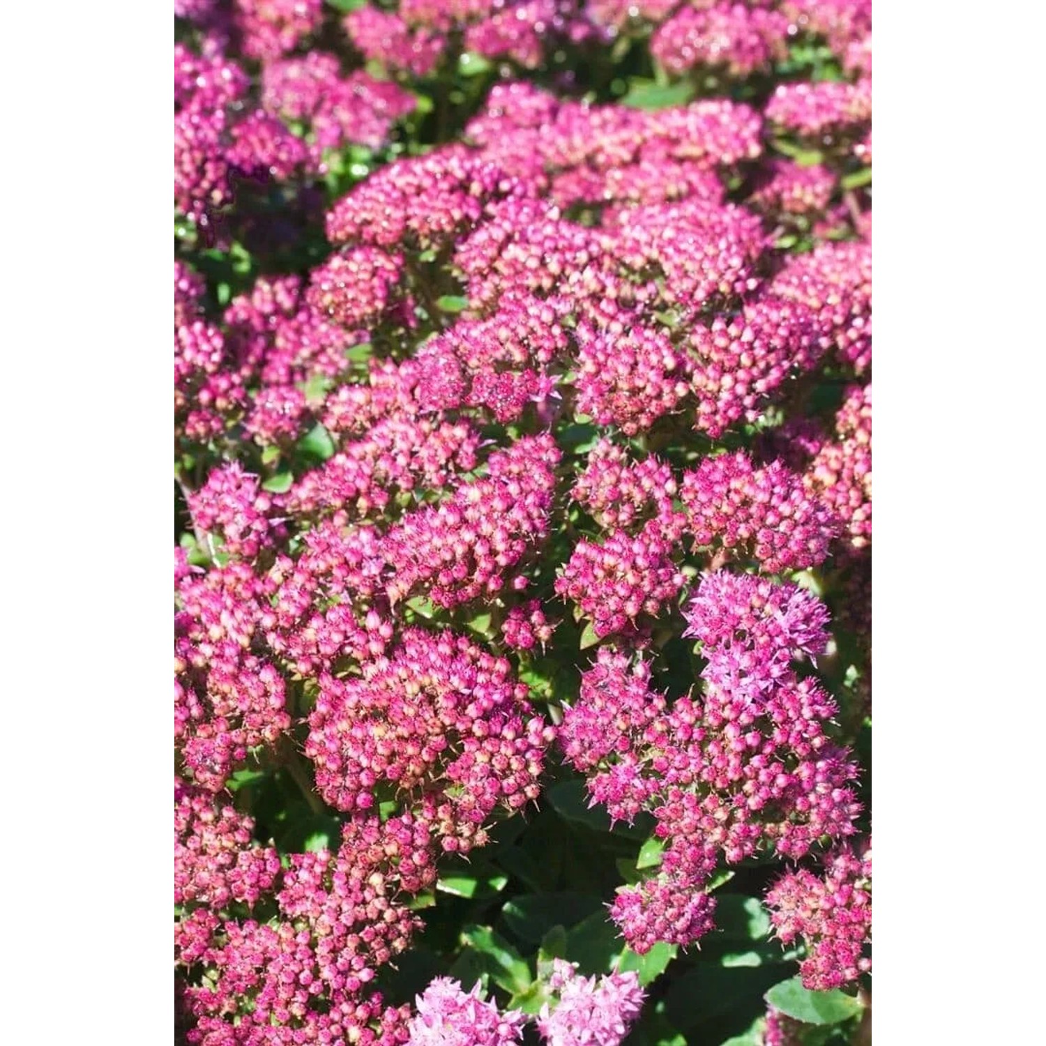 Nahaufnahme der rosa Blüten der Sedum Spectabile Carl Fetthenne Staude.