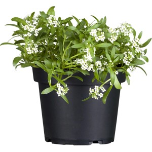 Steinkraut im Topf, weiße Blüten, grüne Blätter. Sommerpflanze für Balkon und Garten.