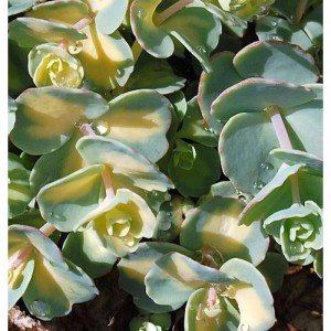 Mauerpfeffer Mediovariegatum (Sedum sieboldii) mit grün-gelb panaschierten Blättern.