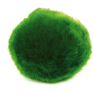 Grüner Algenball (Aegagrophila linnaei) für Aquarien, Dennerle Aquariumpflanze.