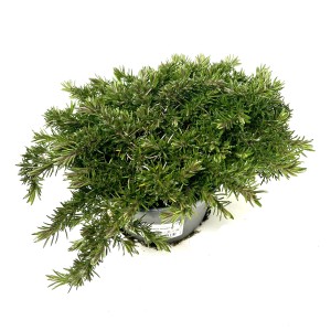 Grüner Polster-Phlox (Flammenblume) im Topf, ca. 22 cm hoch.