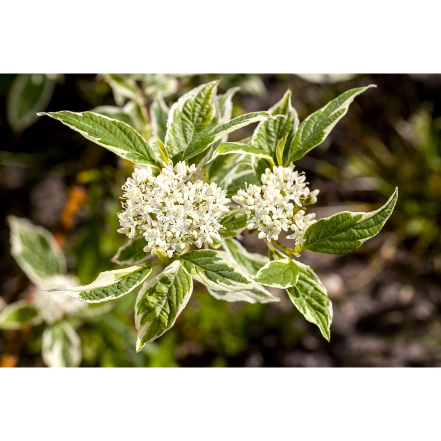 Cornus Alba Sibirica Variegata Hartriegel Weiß-Bunt 40–60 cm günstig online kaufen