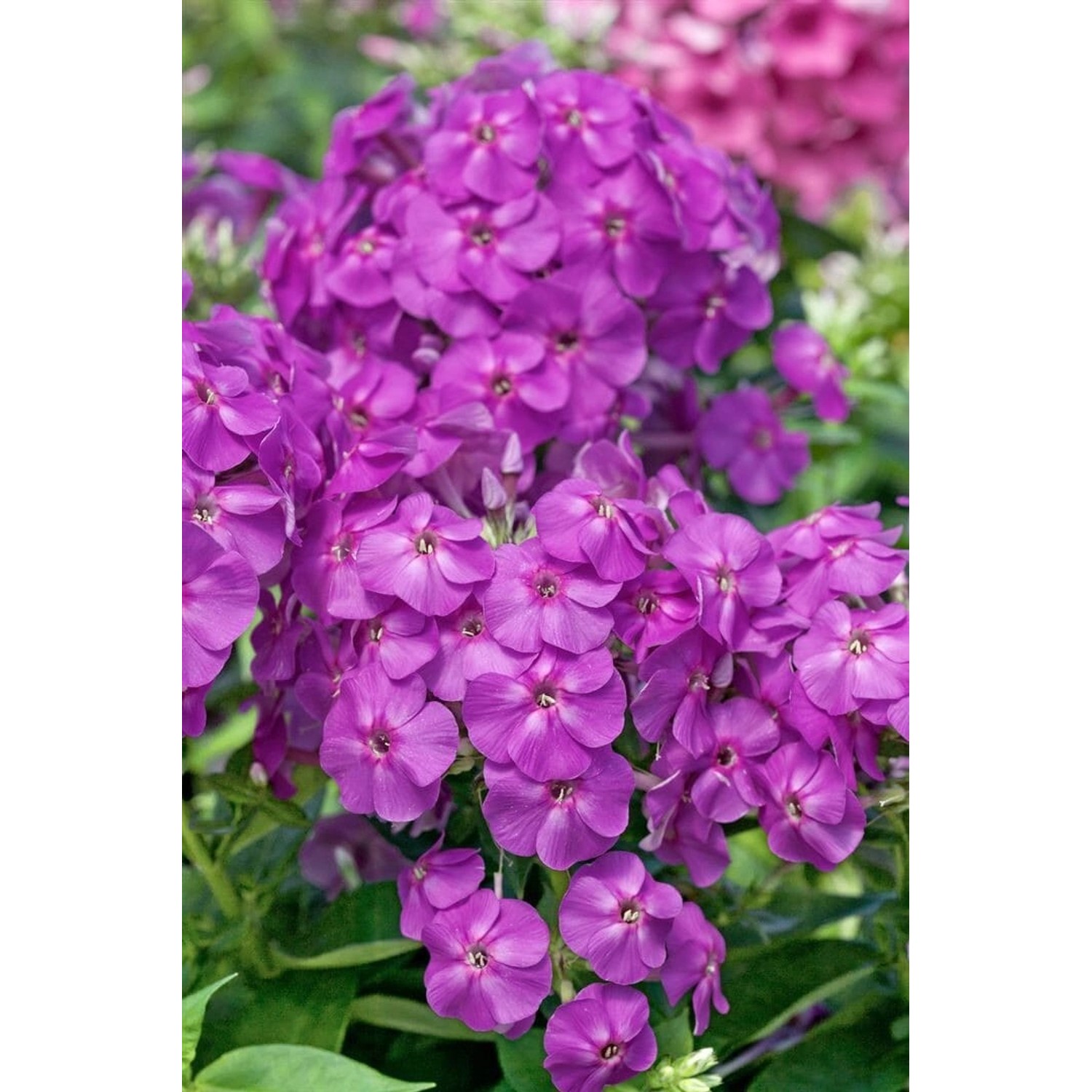 Phlox Pan.Flame-Ser.Lilac Flame R Ca. 11x11 cm Topf günstig online kaufen