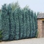 Blaue Säulenzypressen 'Columnaris' (150-175 cm) als Hecke gepflanzt.