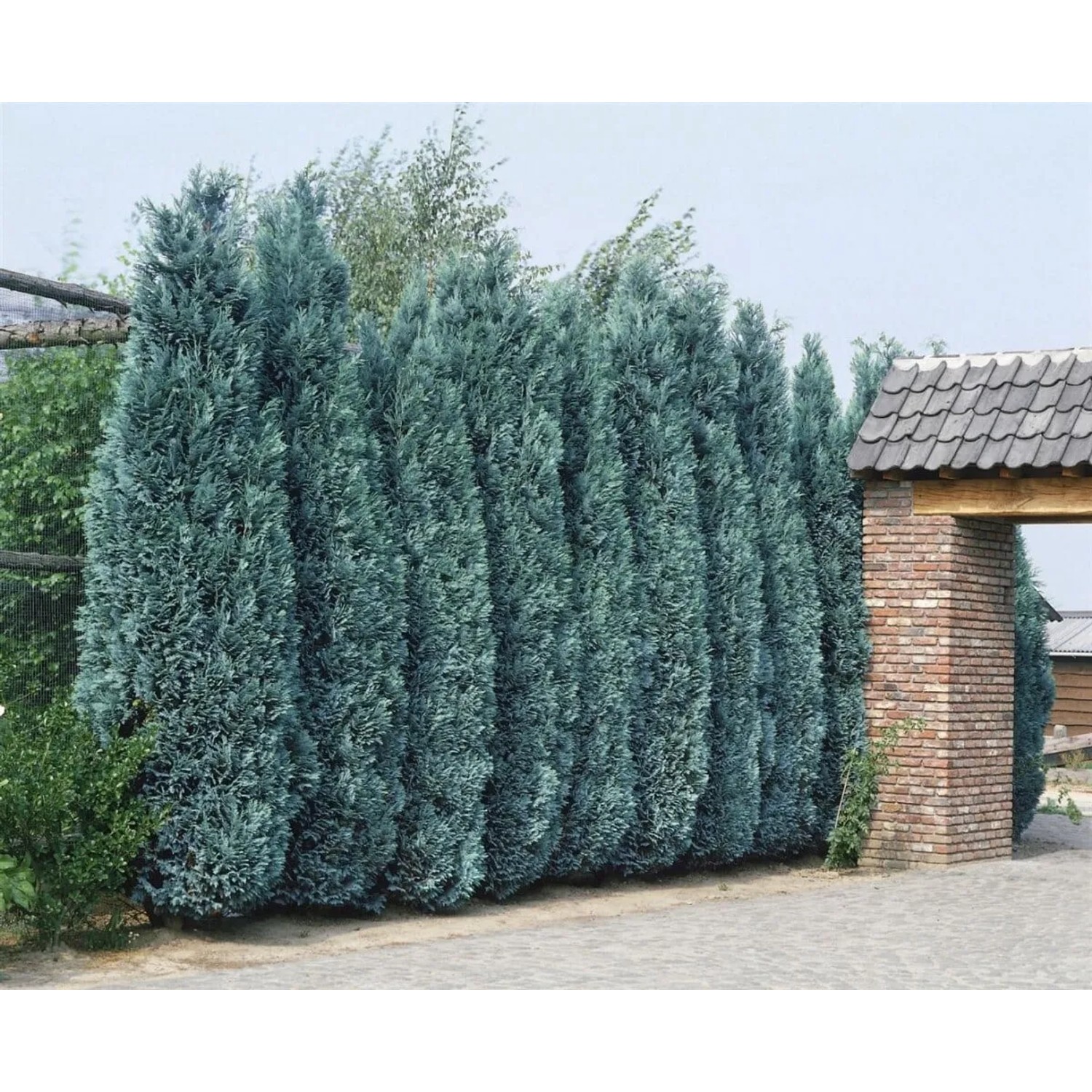 Blaue Säulenzypressen 'Columnaris' (150-175 cm) als Hecke gepflanzt.