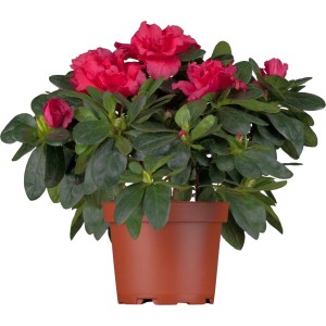 Zimmer-Azalee mit roten Blüten im braunen Topf, ca. 30-32 cm hoch.