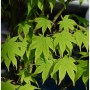 Japanischer Schlitzahorn 'Limelight', 80-100cm, mit hellgrünen, handförmigen Blättern.
