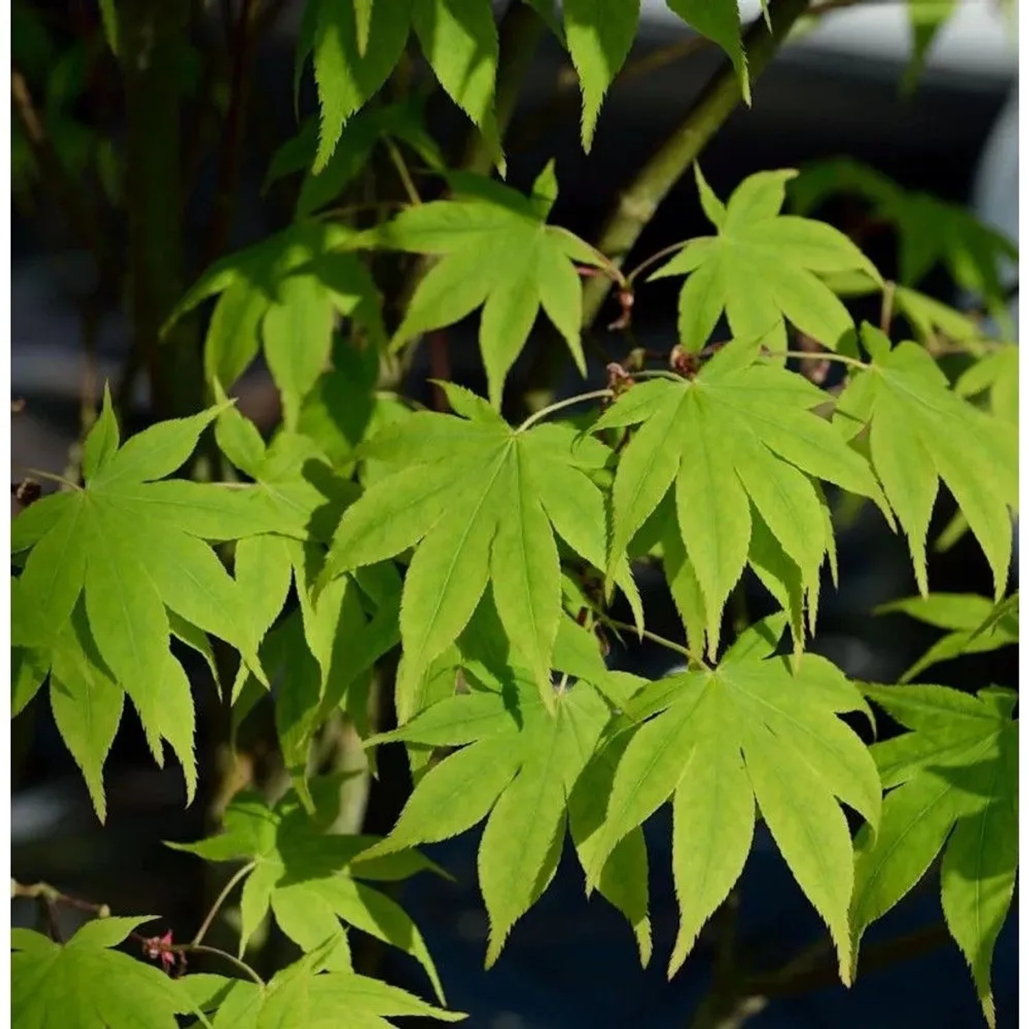 Japanischer Schlitzahorn Limelight 80-100cm - Acer palmatum