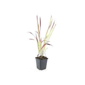Japanisches Blutgras 'Red Baron' im 9cm Topf, Set mit 12 Ziergras Pflanzen.