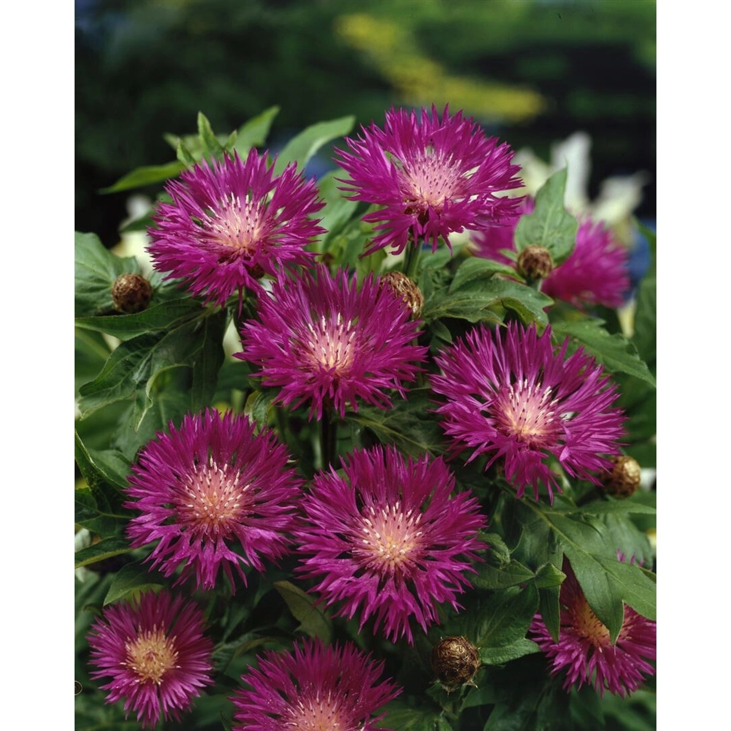 Centaurea Dealbata Knapweed Ca. 9x9 cm Topf günstig online kaufen