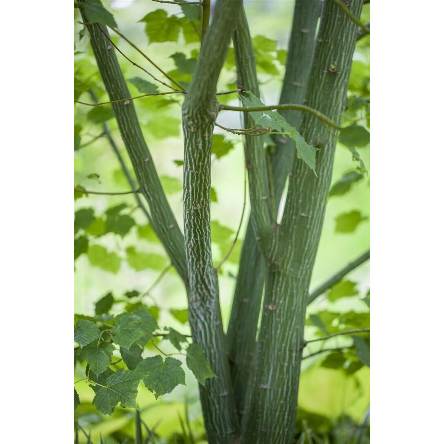 Acer Davidii Schlangenhaut-Ahorn 50–60 cm günstig online kaufen