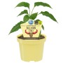 Blu Bio-Bullhorn-Chili im Topf (Ø 12cm). Milde Chili-Sorte für Balkon und Salat.