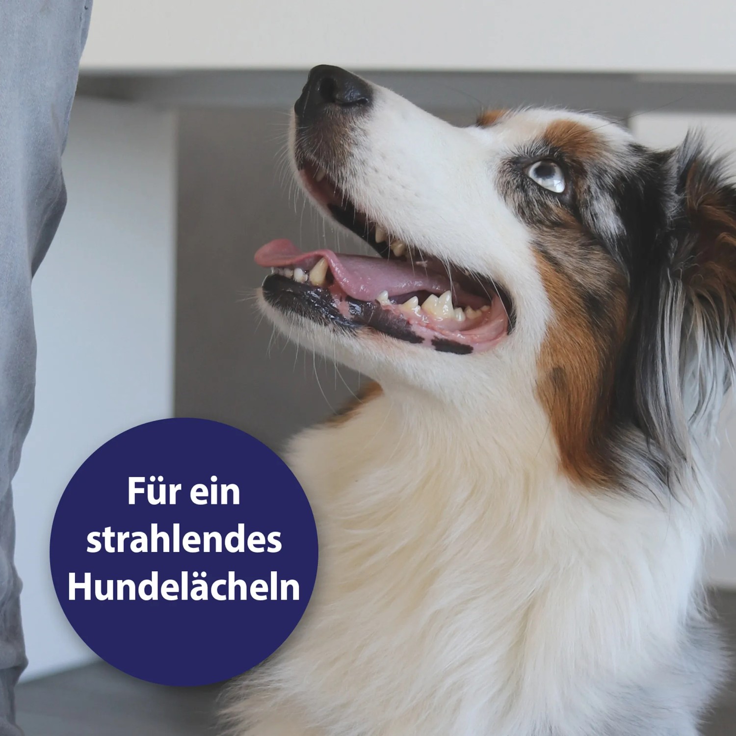 Hund mit offenem Maul, Text: Für ein strahlendes Hundelächel. Canosept Zahnpflege für Hunde.