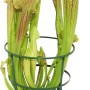 Schlauchpflanze (Sarracenia) im Topf, grüne fleischfressende Pflanze mit Schläuchen.