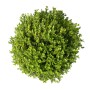 KENTIS Buxus Microphylla Faulkner H 60/70 cm Kugel Ø 45/50 cm Topf Ø 30 cm_2