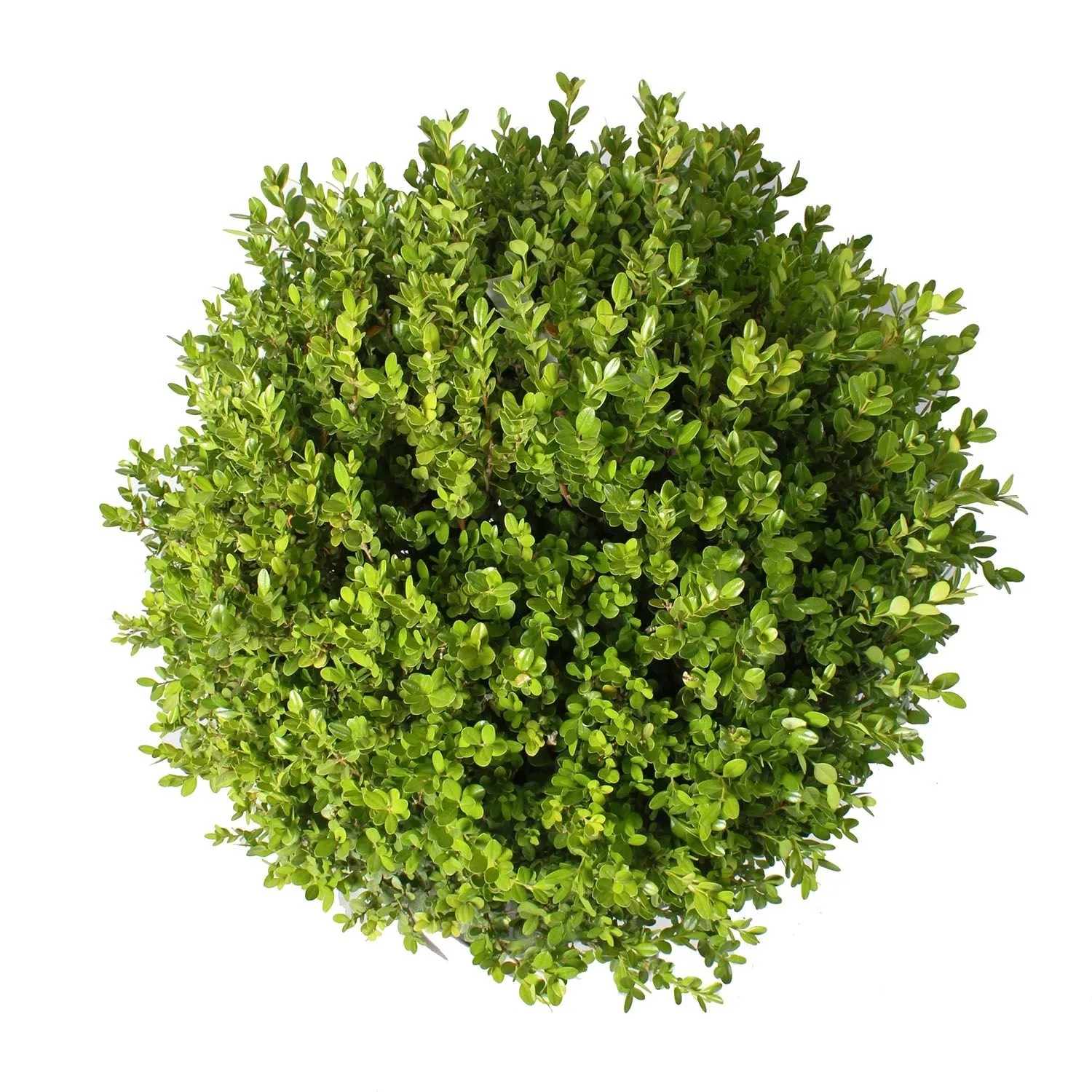 KENTIS Buxus Microphylla Faulkner H 60/70 cm Kugel Ø 45/50 cm Topf Ø 30 cm_2