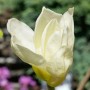 Nahaufnahme einer gelben Magnolie Brooklynensis Elizabeth Blüte.