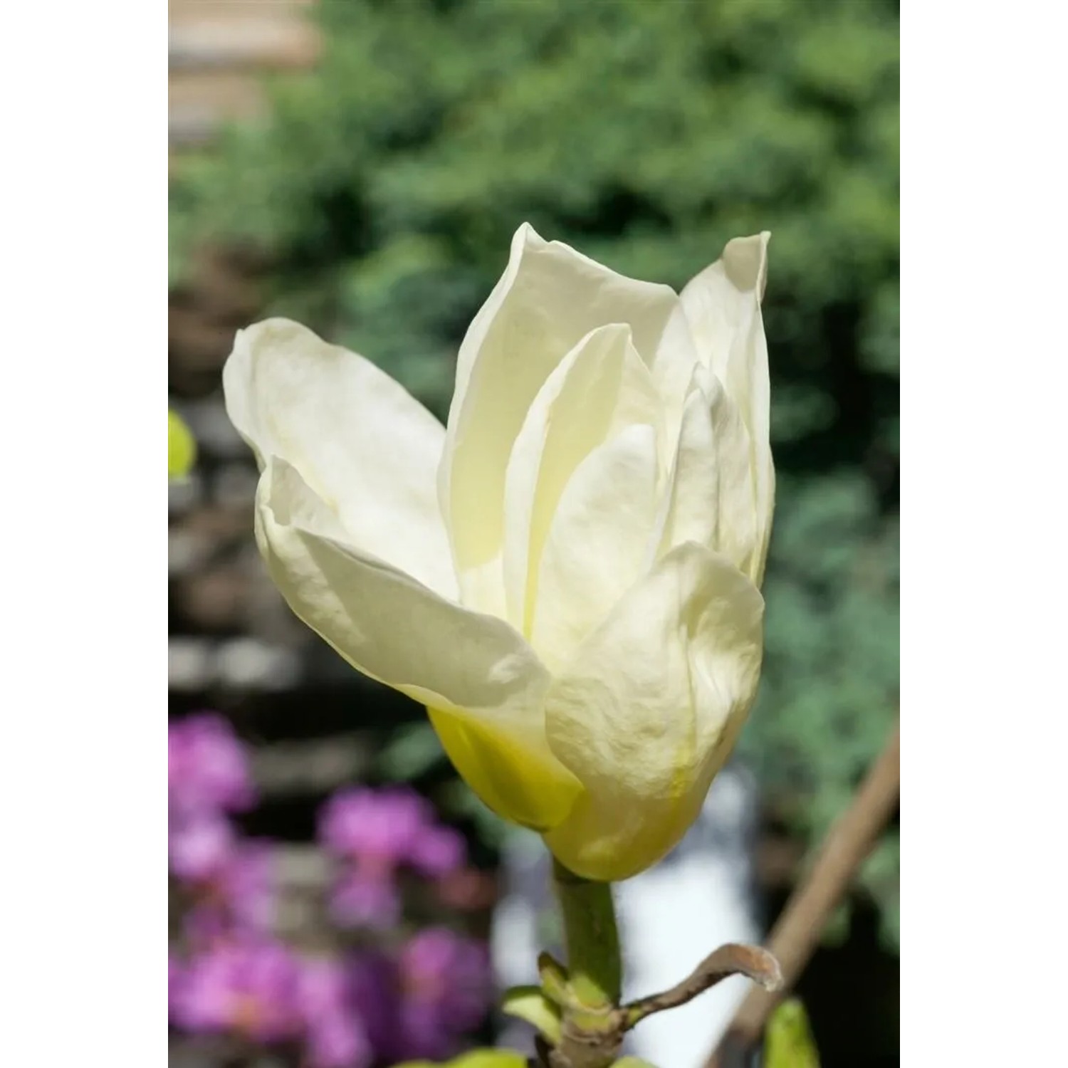 Nahaufnahme einer gelben Magnolie Brooklynensis Elizabeth Blüte.