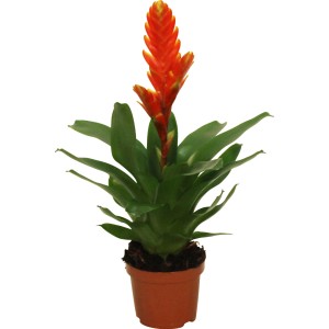 Bromelie im Topf, verschiedene Sorten mit oranger Blüte. Dekorative Zimmerpflanze.