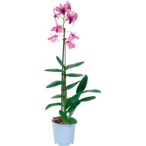 Bambus-Orchidee 'Sa-Nook' mit rosa Blüten im Topf.
