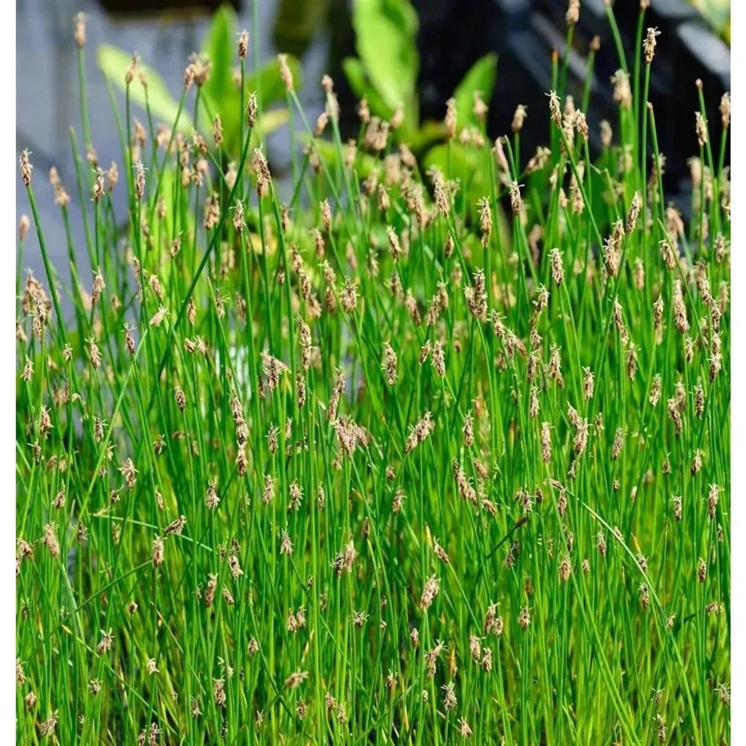 Gewöhnliche Sumpfbinse - Eleocharis palustris
