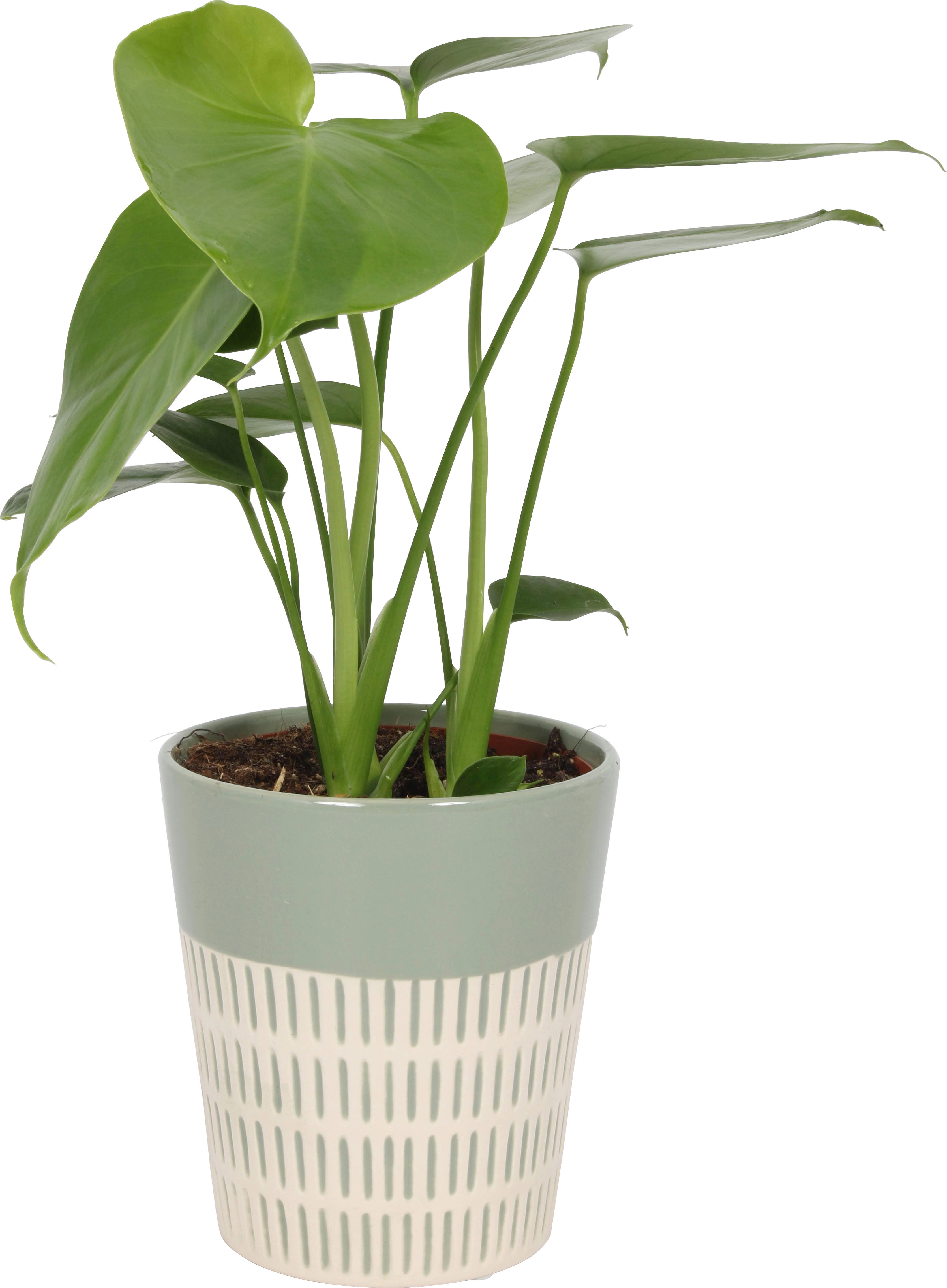 bei Keramik-Gefäß Topf-Ø cm sortiert OBI Grünpflanze im ca. kaufen 12
