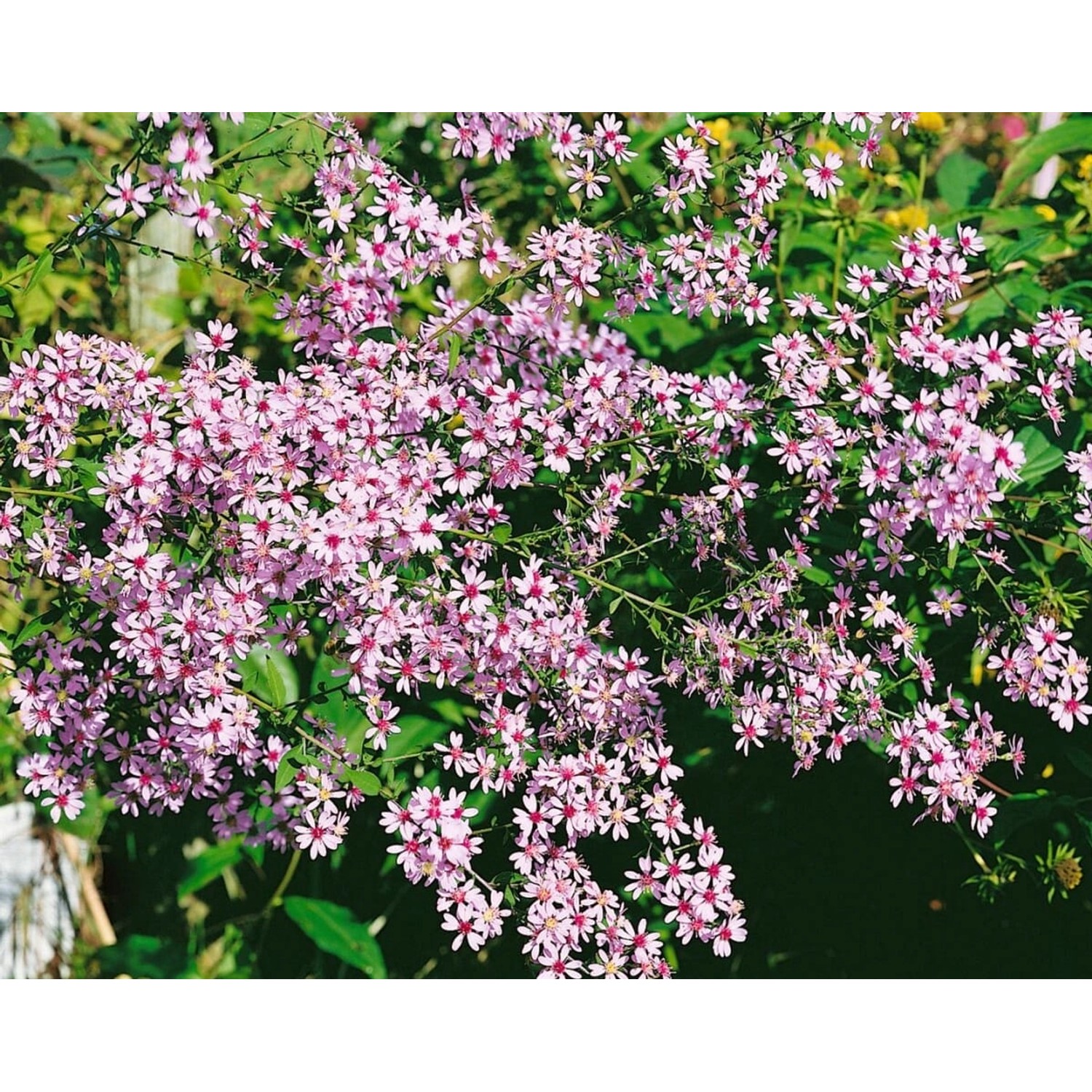 Aster Cordifolius Ideal Herzblatt Aster Ca. 11x11 cm Topf günstig online kaufen