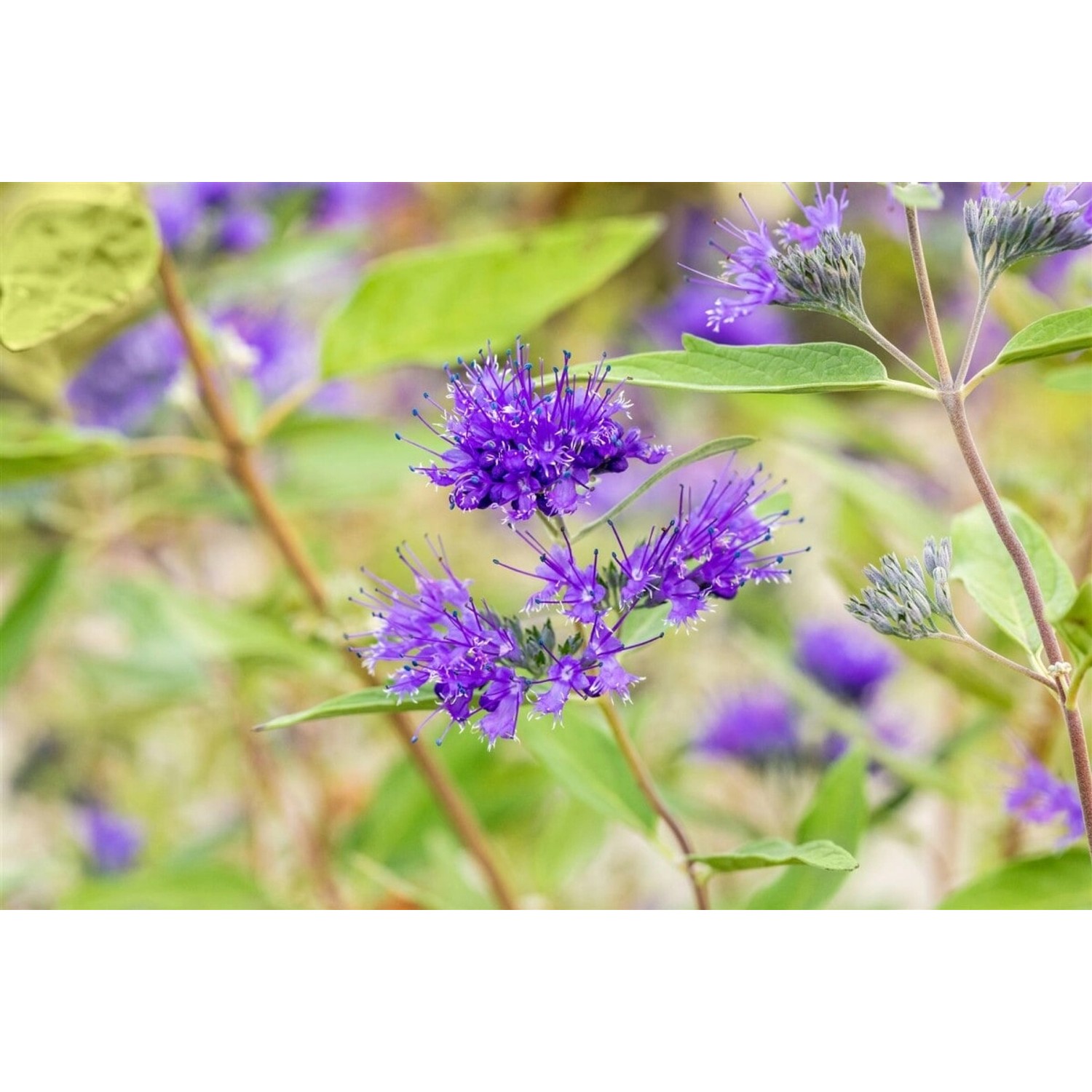 Caryopteris Clandonensis Bartblume Heavenly Blue 30-40 cm günstig online kaufen