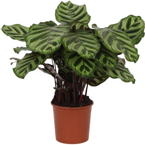 Korbmarante Makoyana im Topf, ca. 40-55 cm hoch, mit auffälligen, grün-gemusterten Blättern.