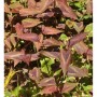 Knöterich Red Dragon - Persicaria microcephala