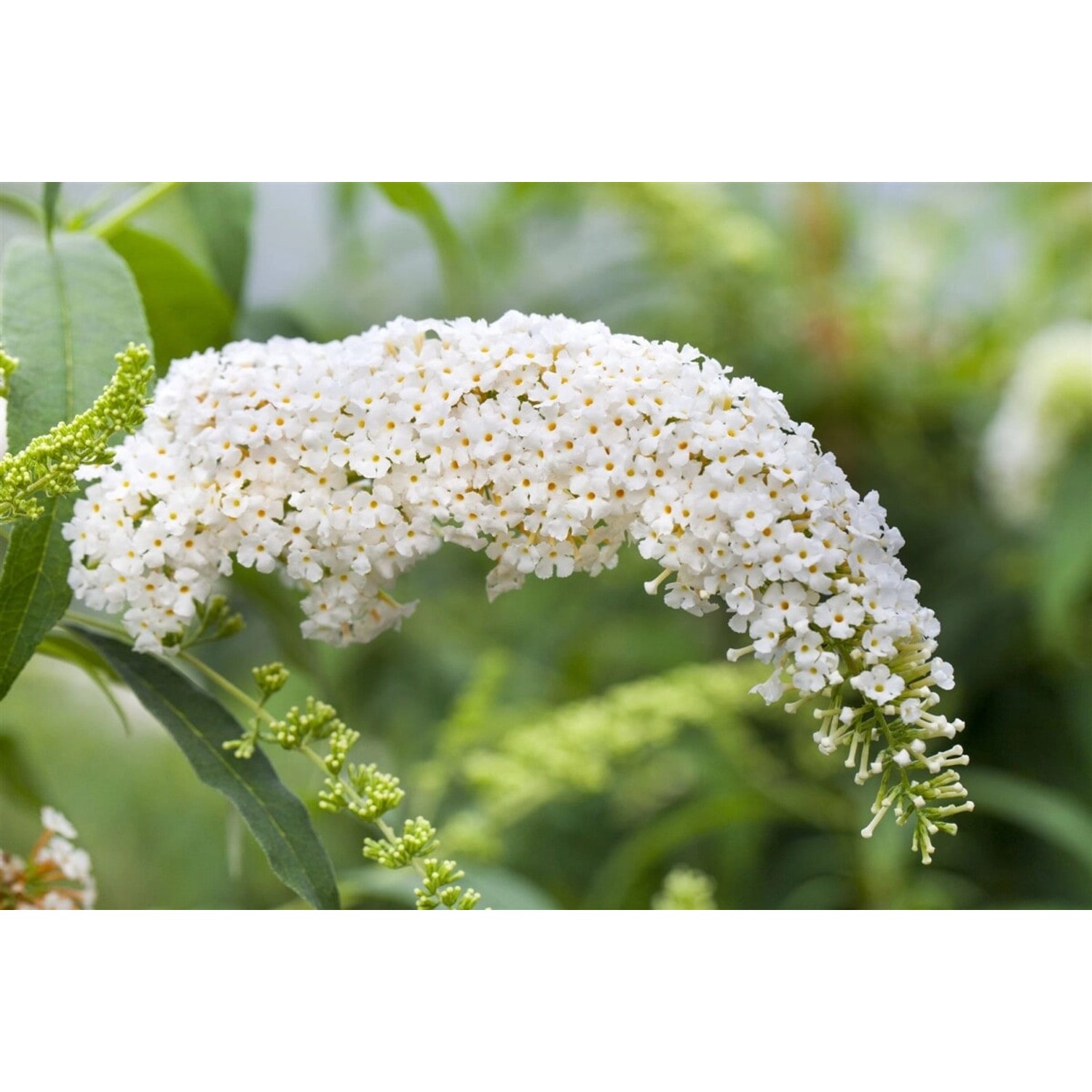 Buddleja Schmetterlingsstrauch White Bouquet 40-60 cm günstig online kaufen
