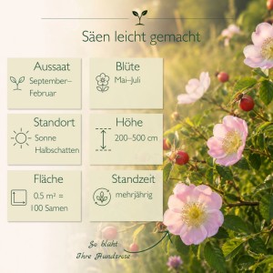LaCaTho Hundsrose Rosa Canina mit rosa Blüten, roten Hagebutten. Infografik zu Aussaat, Blüte, Standort, Höhe für Wildrose/Heckenstrauch.