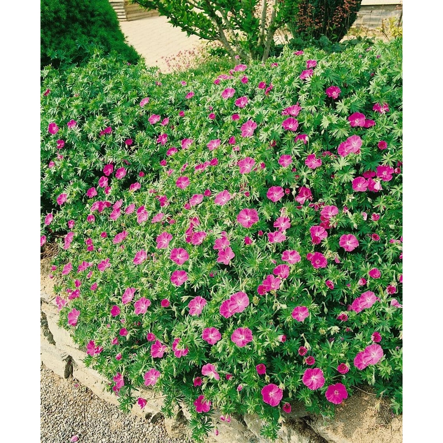 Geranium Sanguineum Inverness Blutstorchschnabel Ca. 9x9 cm Topf günstig online kaufen