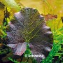 Dennerle Aquariumpflanze Nymphaea Lotus Rot mit großem Blatt im Aquarium.
