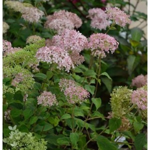 Hochstamm Ballhortensie Marshmellow 80-100cm - Hydrangea arborescens