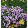 Winteraster Rosensilber (Chrysanthemum hortorum) mit zartrosa Blüten im Garten.
