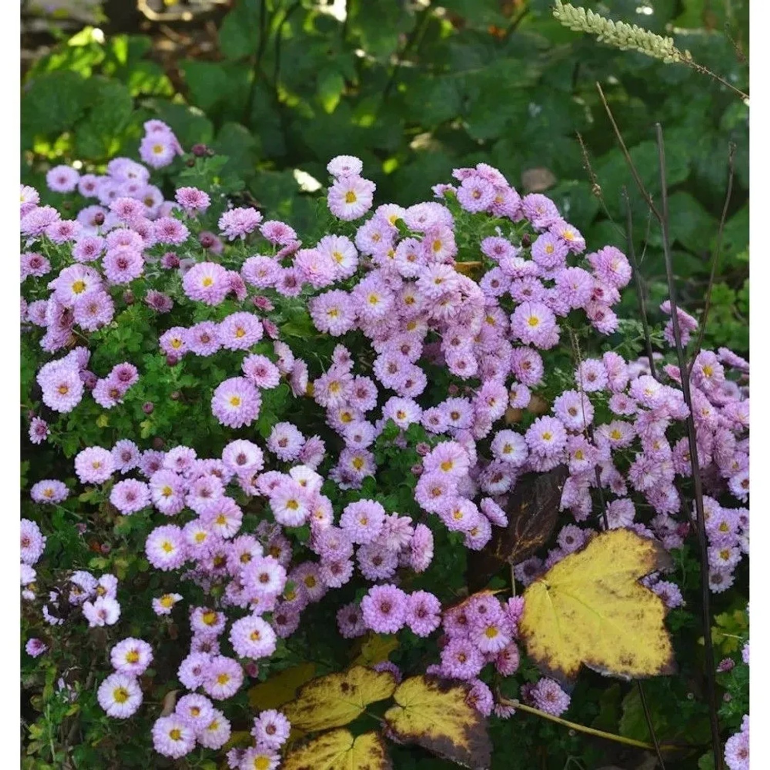 Winteraster Rosensilber (Chrysanthemum hortorum) mit zartrosa Blüten im Garten.