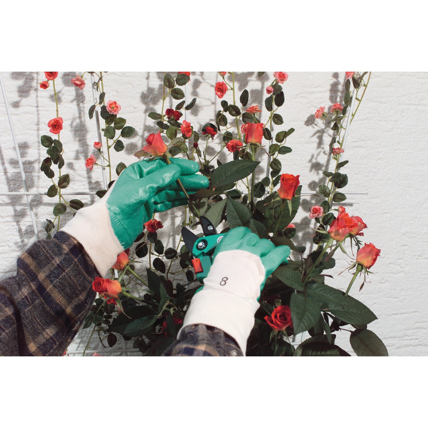 Gartenarbeit mit LUX Nitrilhandschuhen S: Grüne Handschuhe beim Rosenschneiden.