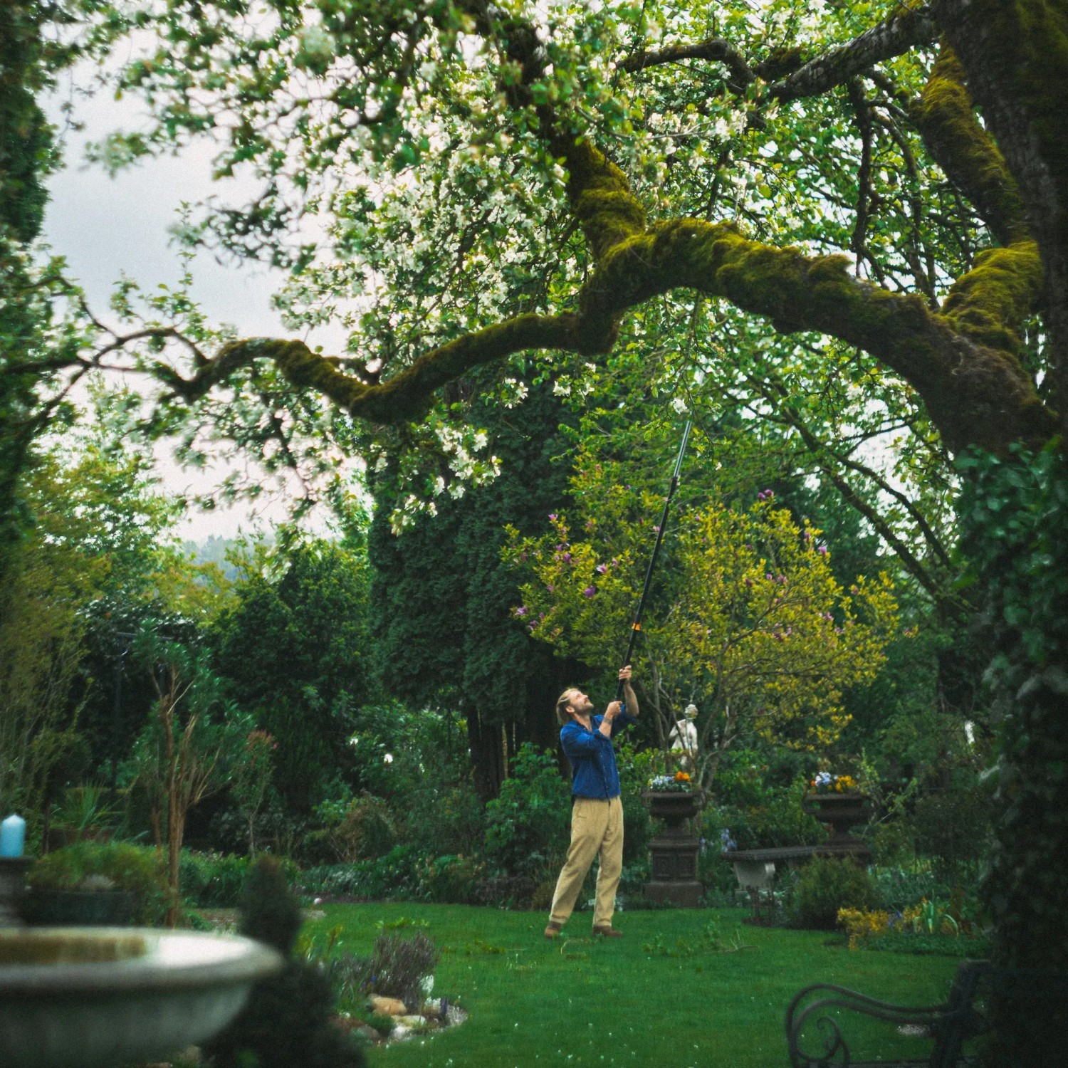 Mann schneidet Baum mit Fiskars Teleskop-Schneidgiraffe PowerGear X UPX86. Gartenschere im Einsatz.